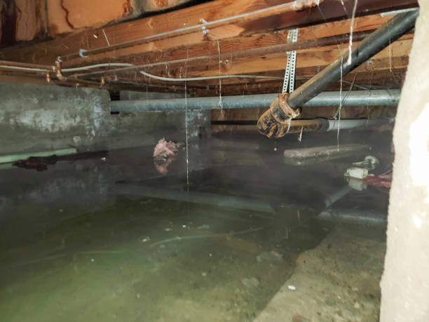 Best Fire Damage Restoration  in Gold Canyon, AZ
